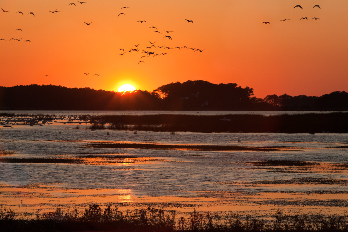 Snow geese fly the skies over the Chincoteague National Wildlife Refuge on Assateague Island, Virginia.
