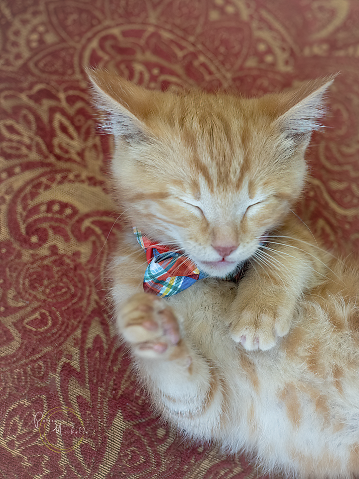 portraits_with_michelle_metro_detroit_pet_cat_photographer_marty_3