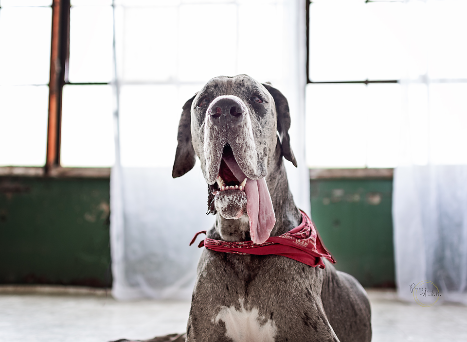 portraits_with_michelle_metro_detroit_pet_photographer_harvey_1