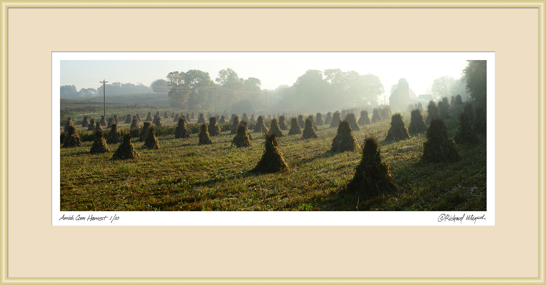 Amish-Corn-Harvest