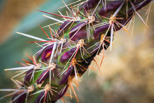 Landscapes of Big Bend National park taken by Jay Brittain photography