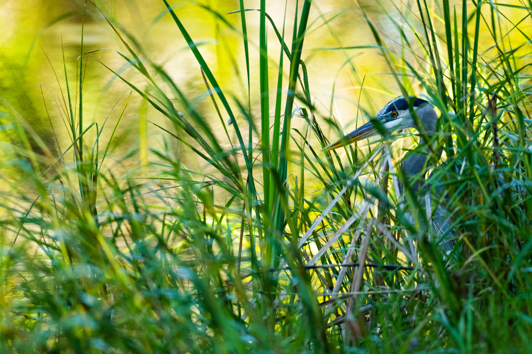 Birds, bird photographs, bird photographer, photos of birds, Jay Brittain bird photography