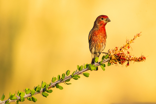 Birds, bird photographs, bird photographer, photos of birds, Jay Brittain bird photography