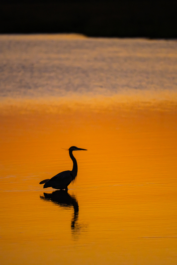 Birds, bird photographs, bird photographer, photos of birds, Jay Brittain bird photography