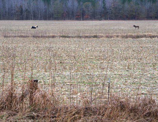 Tippah County, Mississippi