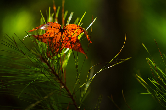 Nature and conservation photography from Jay Brittain