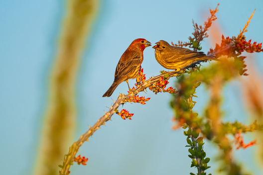 Birds, bird photographs, bird photographer, photos of birds, Jay Brittain bird photography