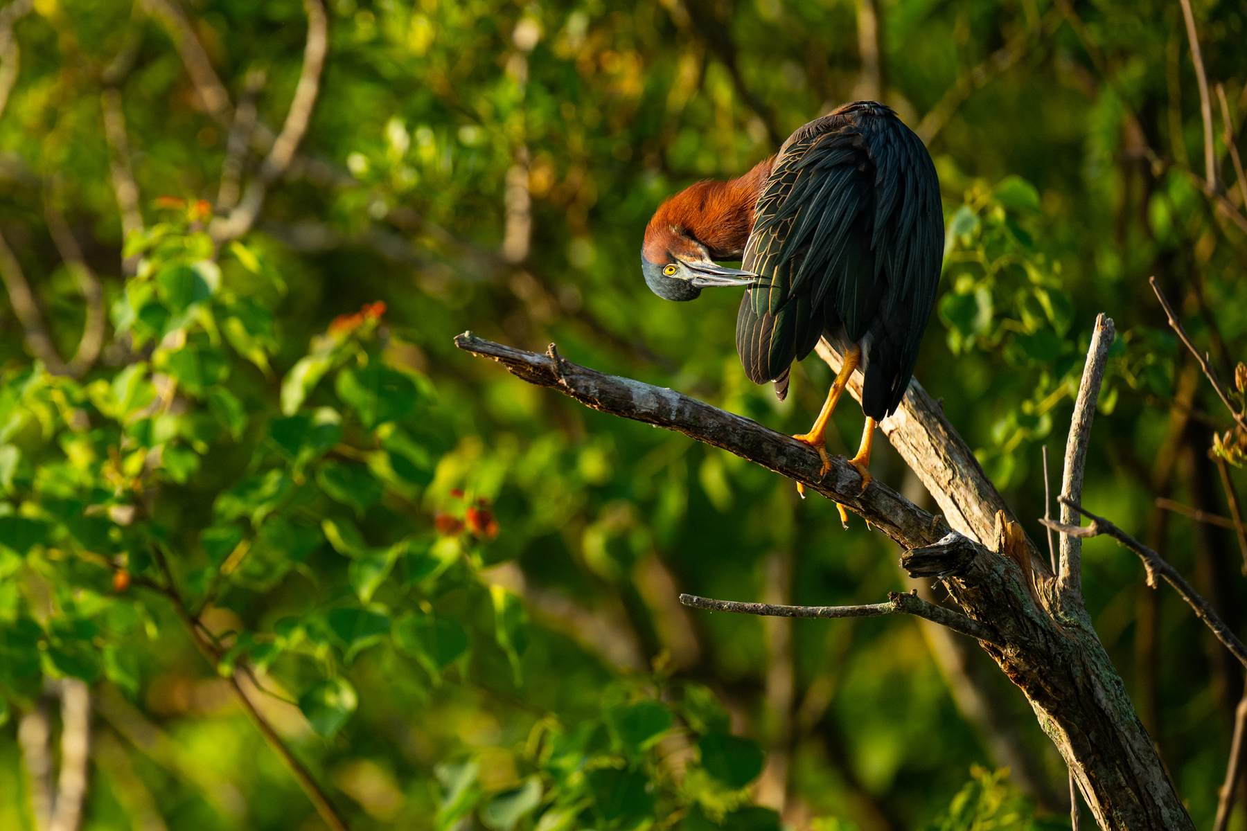Birds, bird photographs, bird photographer, photos of birds, Jay Brittain bird photography