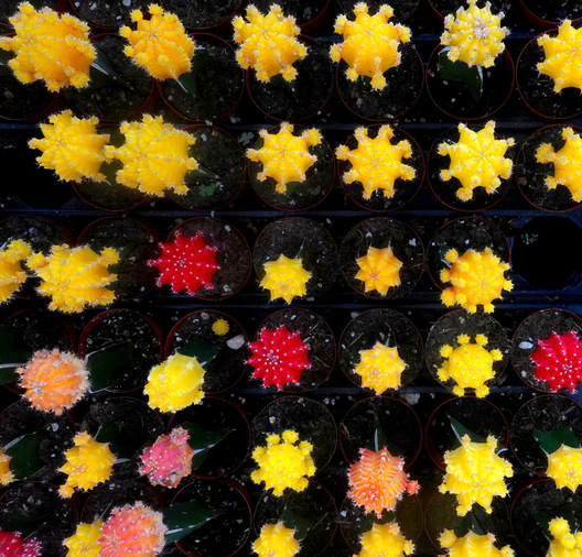 Cactus Tray - Birmingham, Alabama