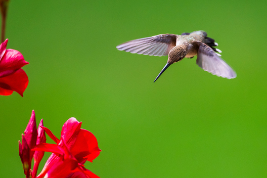 Birds, bird photographs, bird photographer, photos of birds, Jay Brittain bird photography