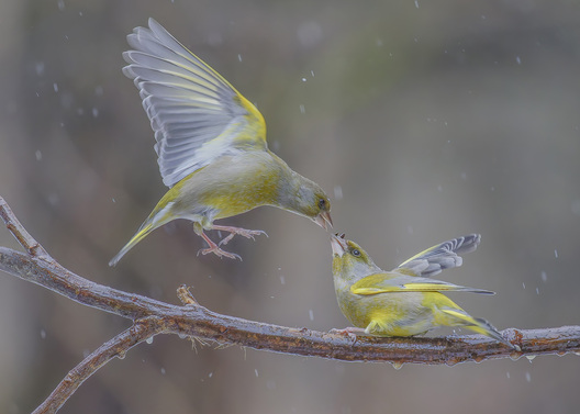 A European greenfinch feeding another bird while perched on a branch during light snowfall