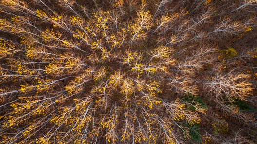 Nature and conservation photography from Jay Brittain