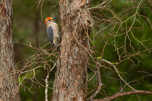 Birds, bird photographs, bird photographer, photos of birds, Jay Brittain bird photography