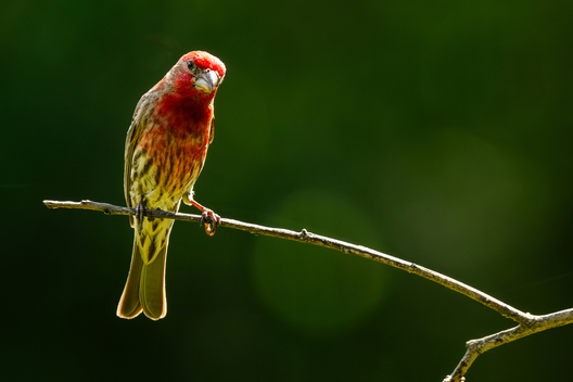 Birds, bird photographs, bird photographer, photos of birds, Jay Brittain bird photography
