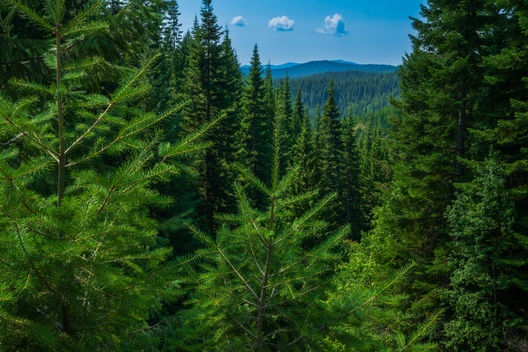 Jay Brittain photography. Forest photography. Photographs of forest management. Forest Management. Photographs of the forest industry. photographs of foresters at work.