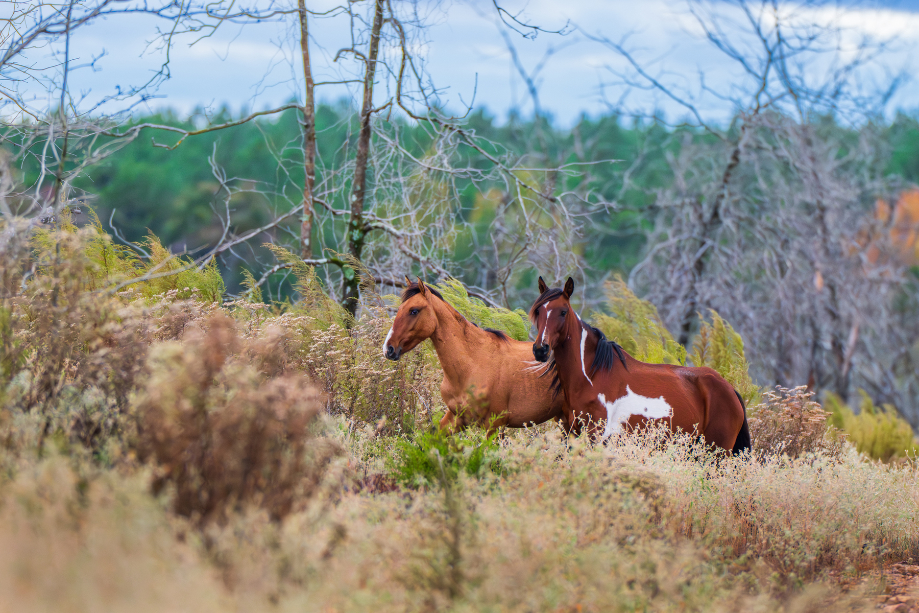 Nature and conservation photography from Jay Brittain