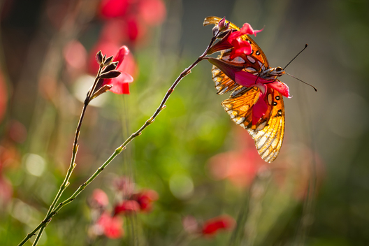 Nature and conservation photography from Jay Brittain
