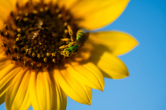 Nature and conservation photography from Jay Brittain