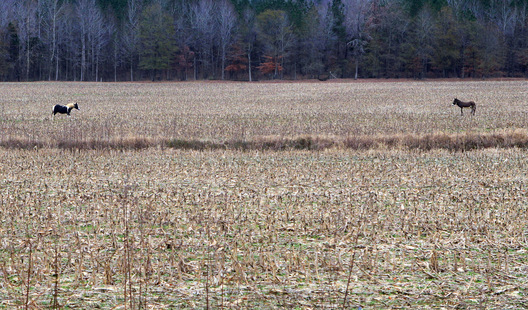 Tippah County, Mississippi