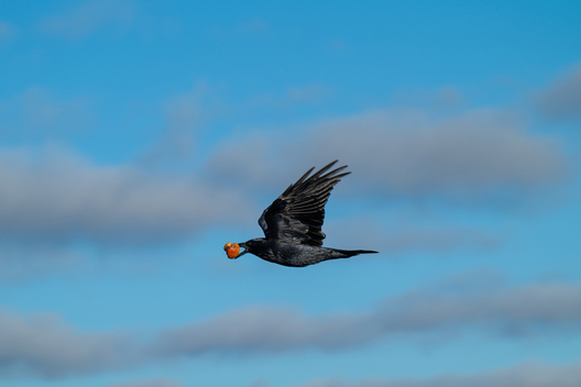Birds, bird photographs, bird photographer, photos of birds, Jay Brittain bird photography