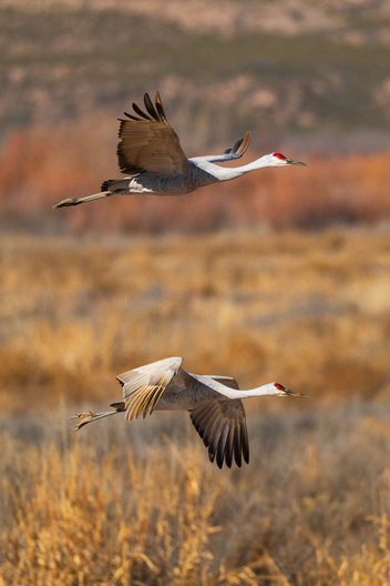 Birds, bird photographs, bird photographer, photos of birds, Jay Brittain bird photography