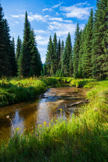 Jay Brittain photography. Forest photography. Photographs of forest management. Forest Management. Photographs of the forest industry. photographs of foresters at work.
