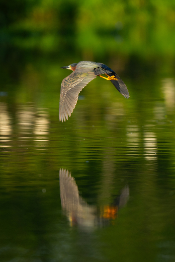 Birds, bird photographs, bird photographer, photos of birds, Jay Brittain bird photography