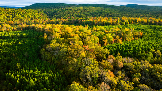Jay Brittain photography. Forest photography. Photographs of forest management. Forest Management. Photographs of the forest industry. photographs of foresters at work.