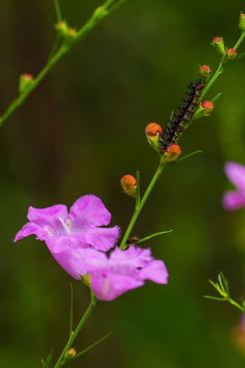 Nature and conservation photography from Jay Brittain