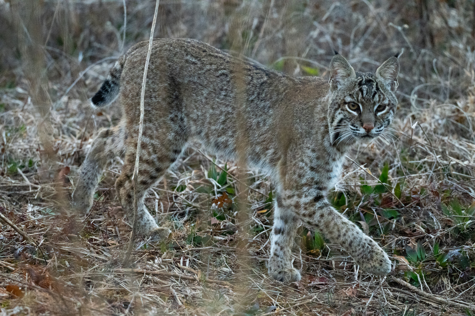 Nature and conservation photography from Jay Brittain
