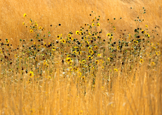 Whitman County, Washington
