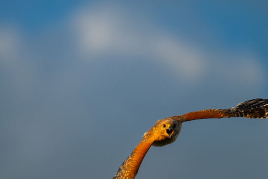 Birds, bird photographs, bird photographer, photos of birds, Jay Brittain bird photography