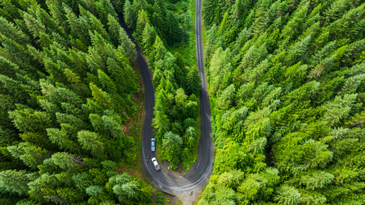 Jay Brittain photography. Forest photography. Photographs of forest management. Forest Management. Photographs of the forest industry. photographs of foresters at work.