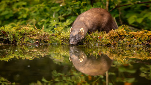 Pine marten reflected in water surface in mixed woodlands — nature photo by Kieran O Mahony