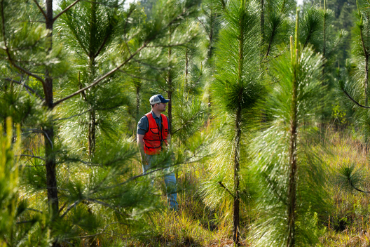 Jay Brittain photography. Forest photography. Photographs of forest management. Forest Management. Photographs of the forest industry. photographs of foresters at work.