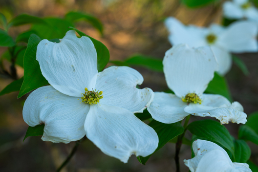 Jay Brittain photography. Forest photography. Photographs of forest management. Forest Management. Photographs of the forest industry. photographs of foresters at work.