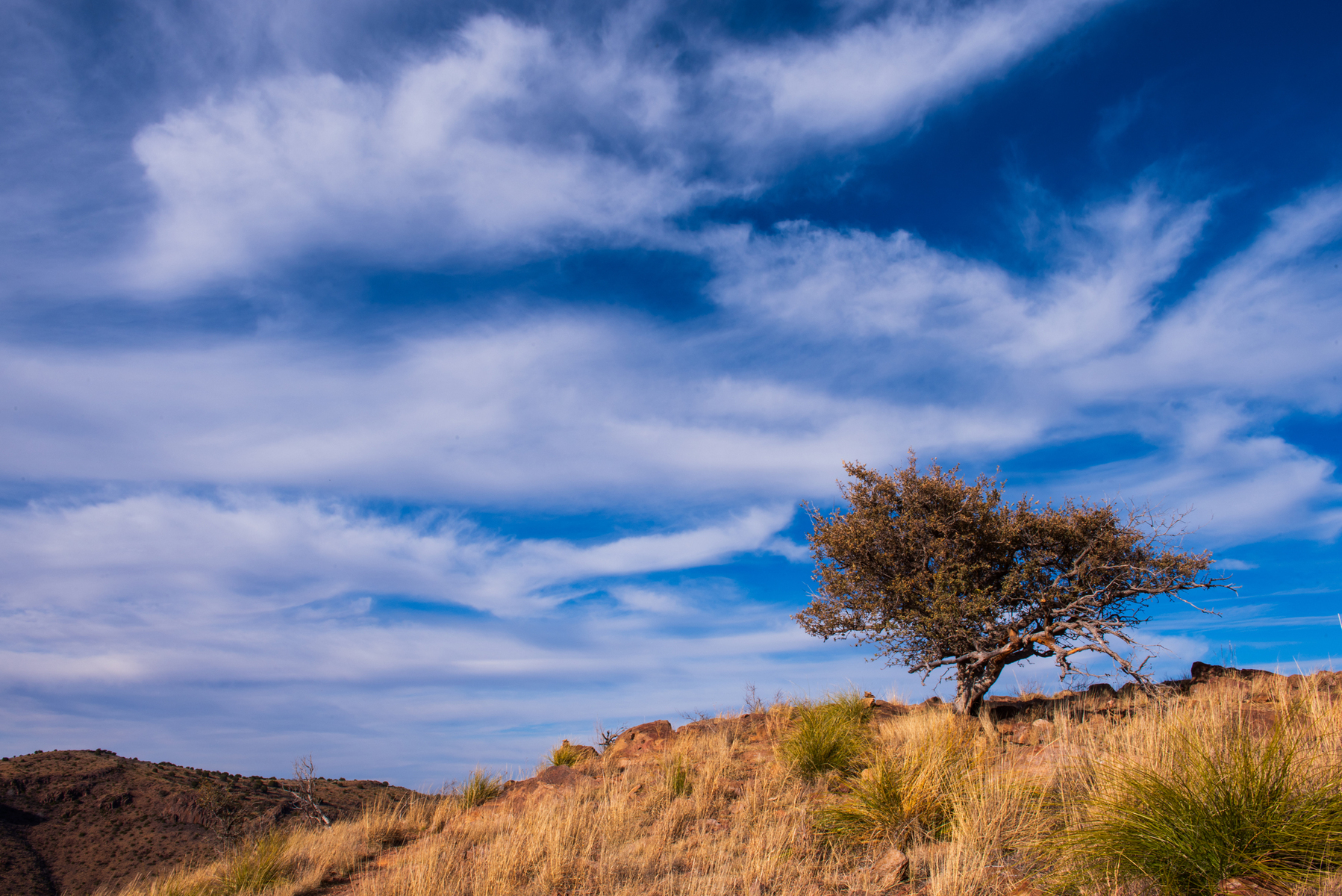 Nature and conservation photography from Jay Brittain