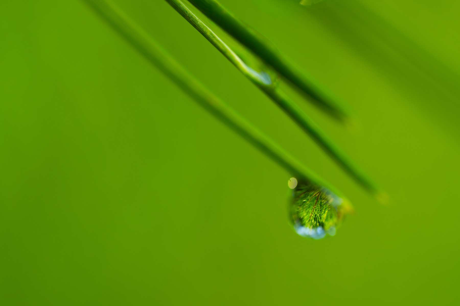 Nature and conservation photography from Jay Brittain