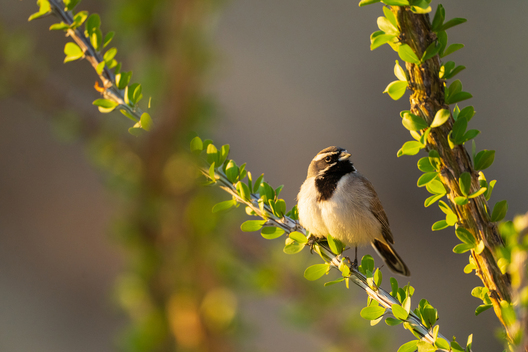 Birds, bird photographs, bird photographer, photos of birds, Jay Brittain bird photography