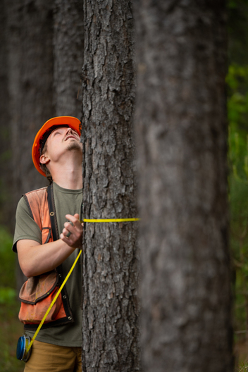 Jay Brittain photography. Forest photography. Photographs of forest management. Forest Management. Photographs of the forest industry. photographs of foresters at work.