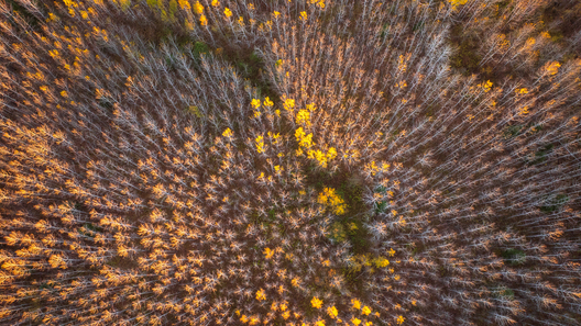 Nature and conservation photography from Jay Brittain