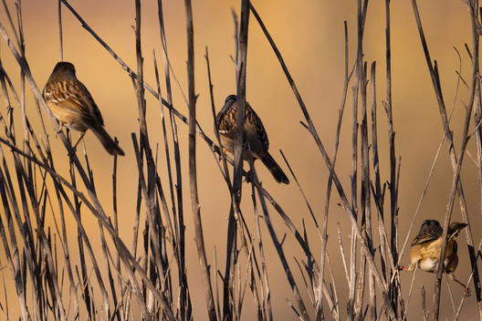 Birds, bird photographs, bird photographer, photos of birds, Jay Brittain bird photography