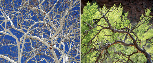 Brentwood, TN / Mesa Verde, CO