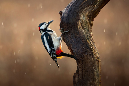 Woodpecker clinging to old tree branch in rain with morning light nature photo by Kieran O Mahony