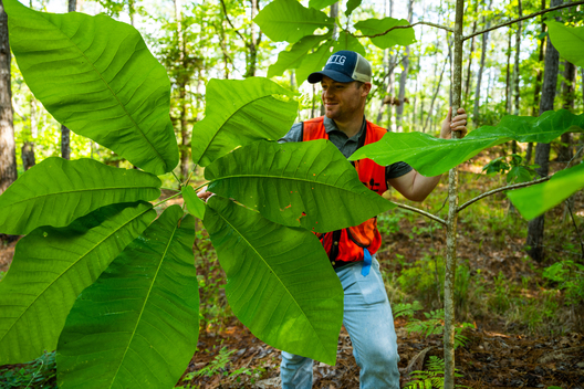 Jay Brittain photography. Forest photography. Photographs of forest management. Forest Management. Photographs of the forest industry. photographs of foresters at work.