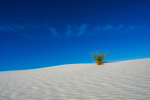 Nature and conservation photography from Jay Brittain