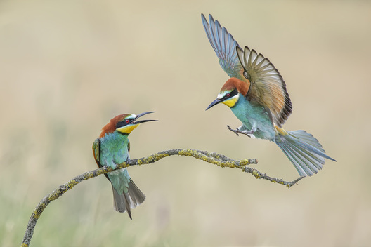 Two European bee-eaters interacting on a branch, one landing with wings spread and vibrant colourful plumage