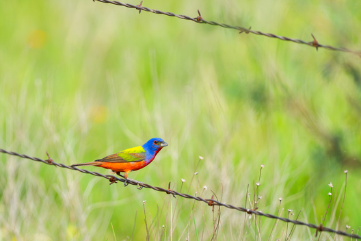 Birds