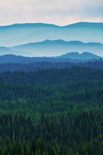 Jay Brittain photography. Forest photography. Photographs of forest management. Forest Management. Photographs of the forest industry. photographs of foresters at work.