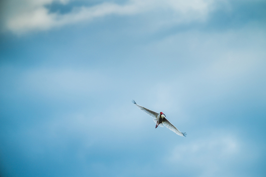 Birds, bird photographs, bird photographer, photos of birds, Jay Brittain bird photography